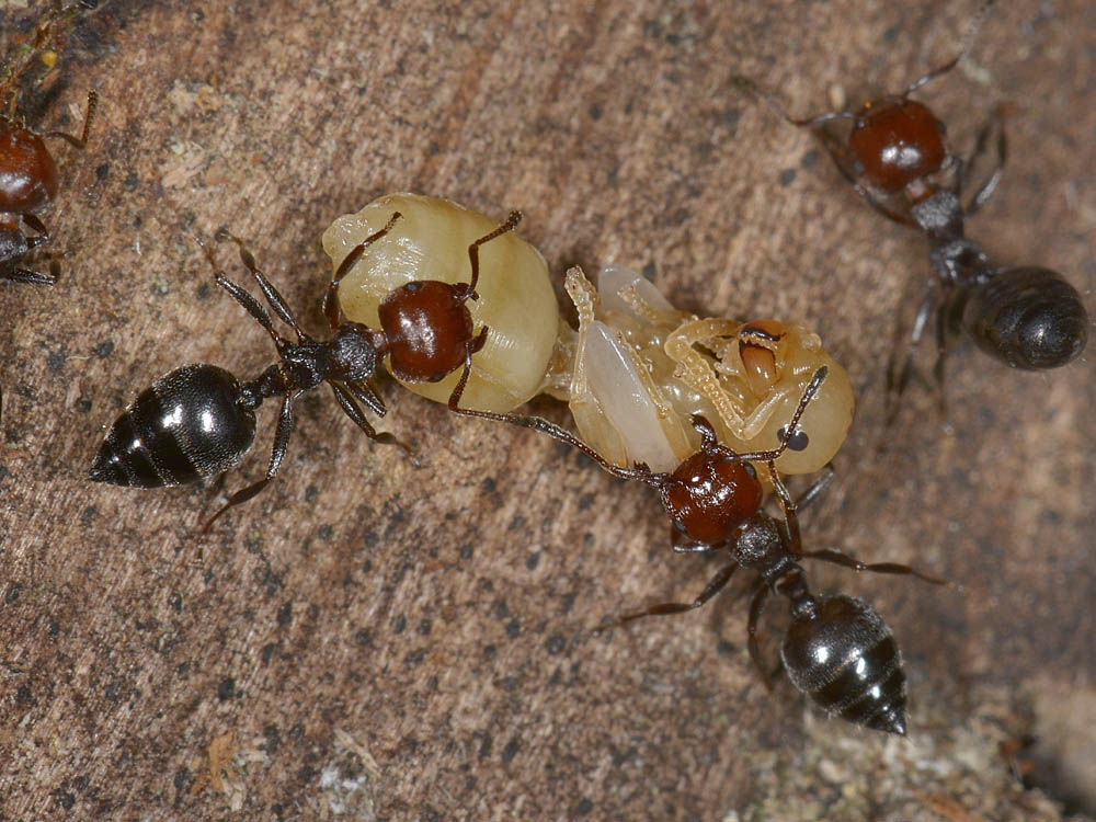 Nursery di Crematogaster scutellaris